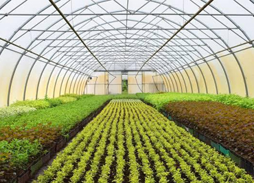 Greenhouse